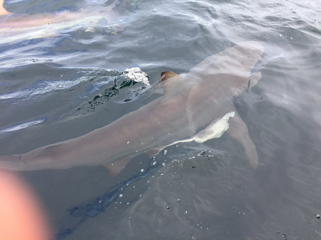 Oceans Alive-Scottburgh必去景点