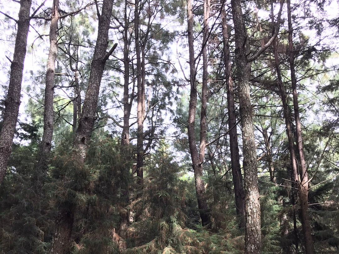 Nepopualco Parque de los Venados景点图片