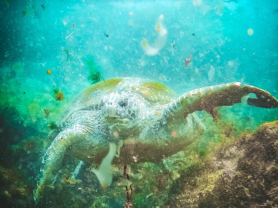 Gold Coast Dive Centre-Miami必去景点