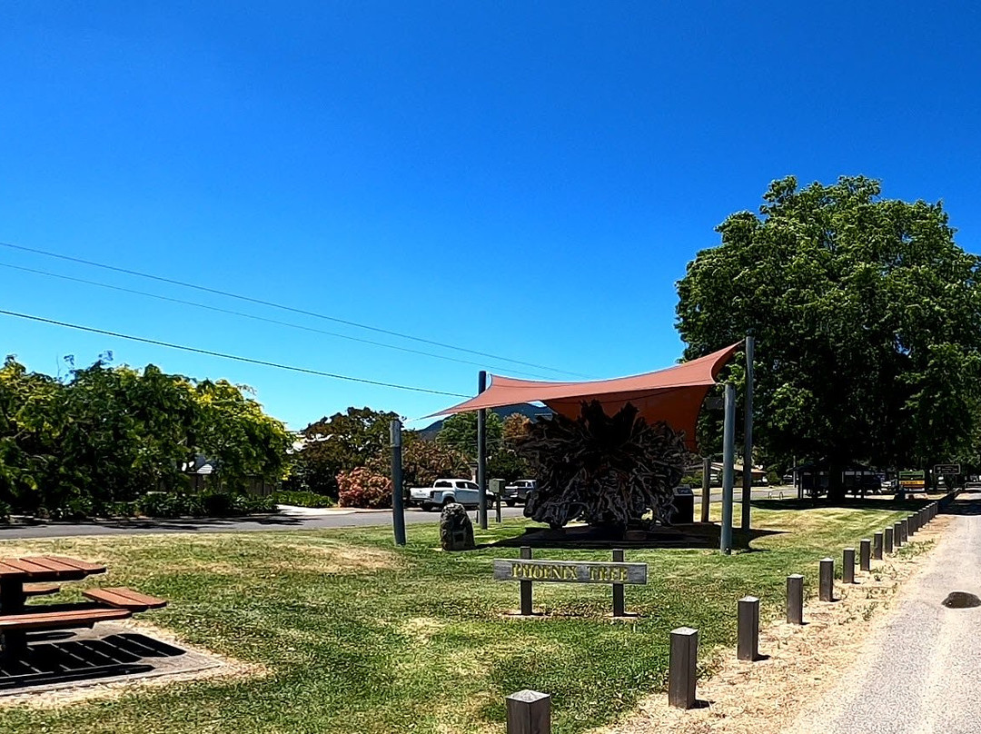 The Phoenix Tree-Myrtleford必去景点
