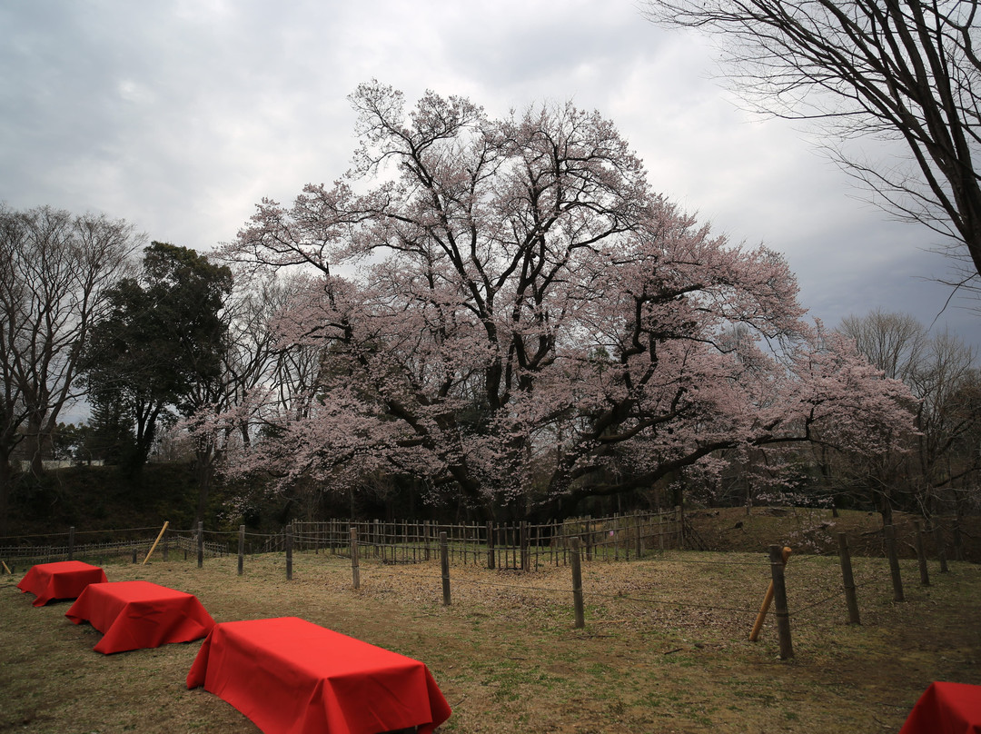 Hachigata Castle Park-寄居町必去景点