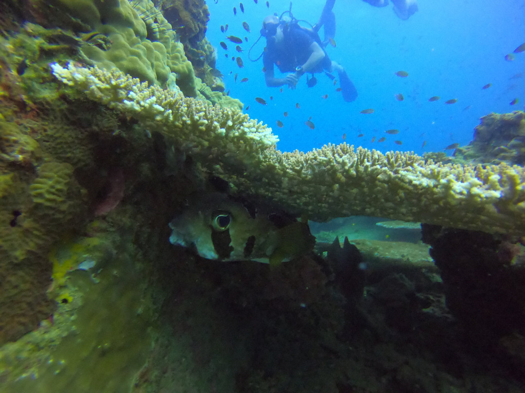 龟岛潜水景点图片