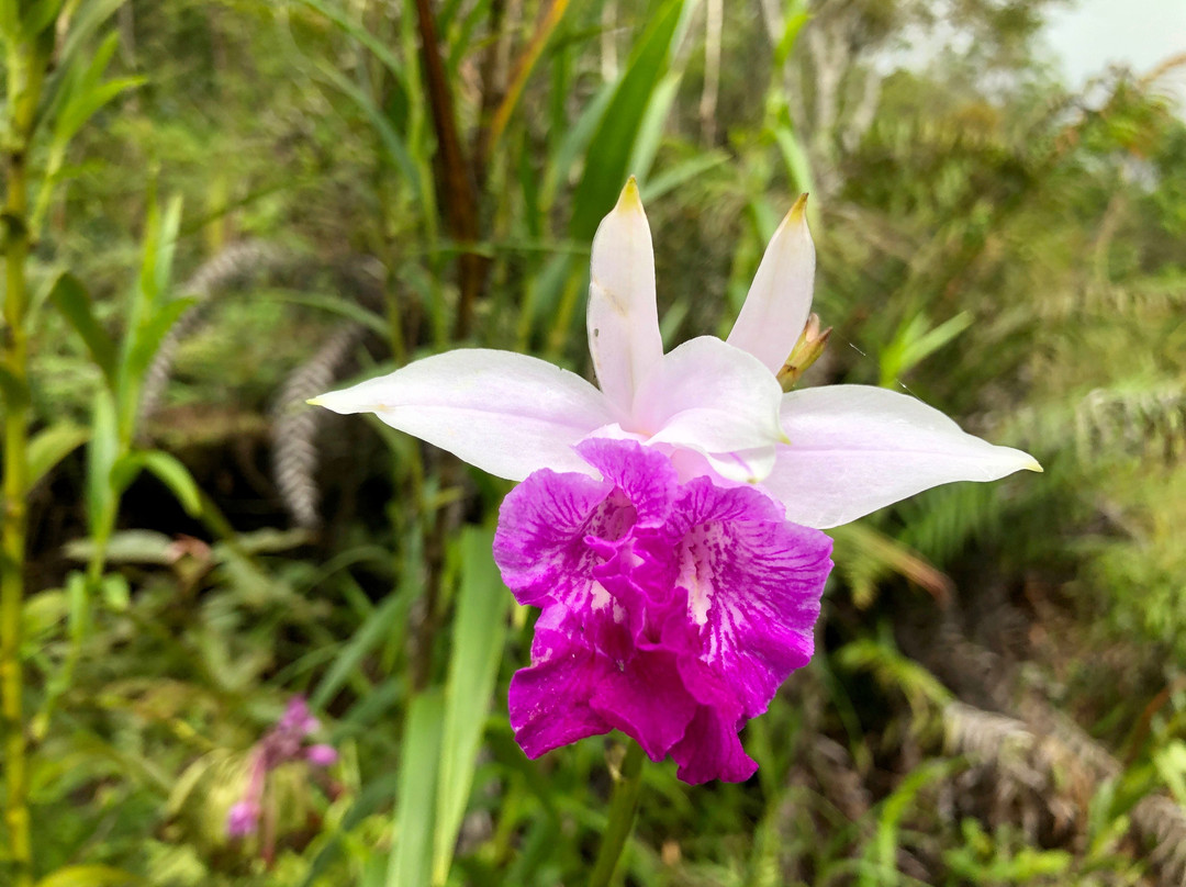 Sri Lanka Eco Trekking & Eco Tours-康提必去景点