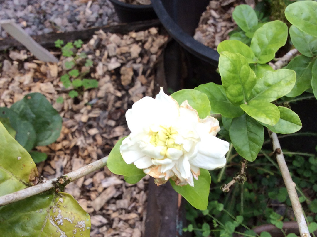 Kinoole Farmers Market-希洛必去景点