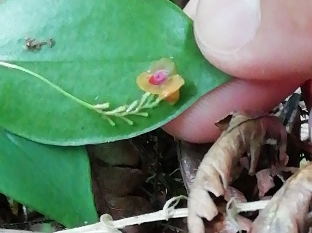 Boquete Tree Trek Mountain Resort主图