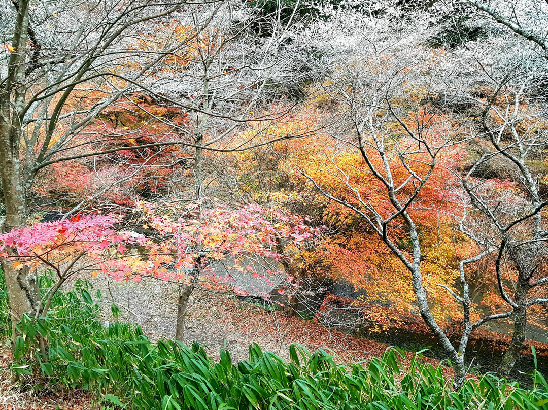 Obara Fureai Park / Shikizakura-丰田市必去景点