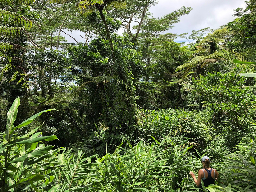 Rainforest Runaway Ecotours-阿皮亚必去景点