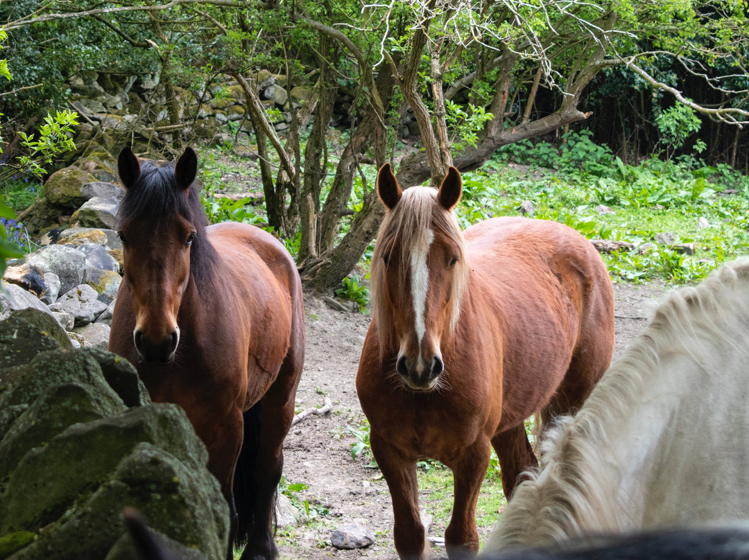 Grenoside Equestrian Centre-谢菲尔德必去景点