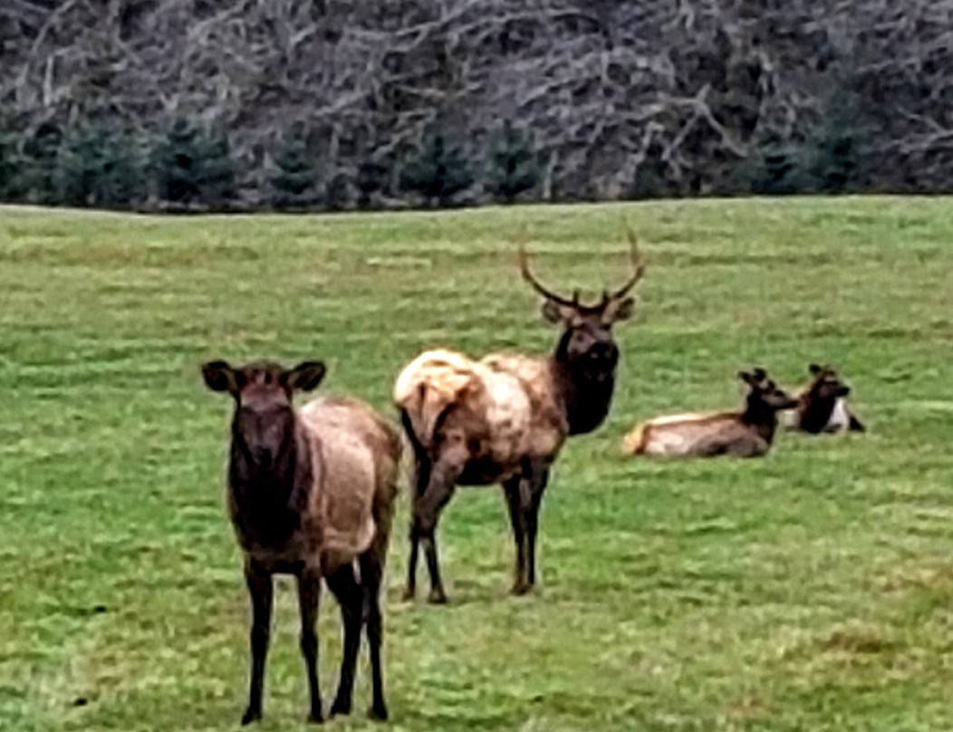 Jewell Meadows Wildlife Area-锡赛德必去景点