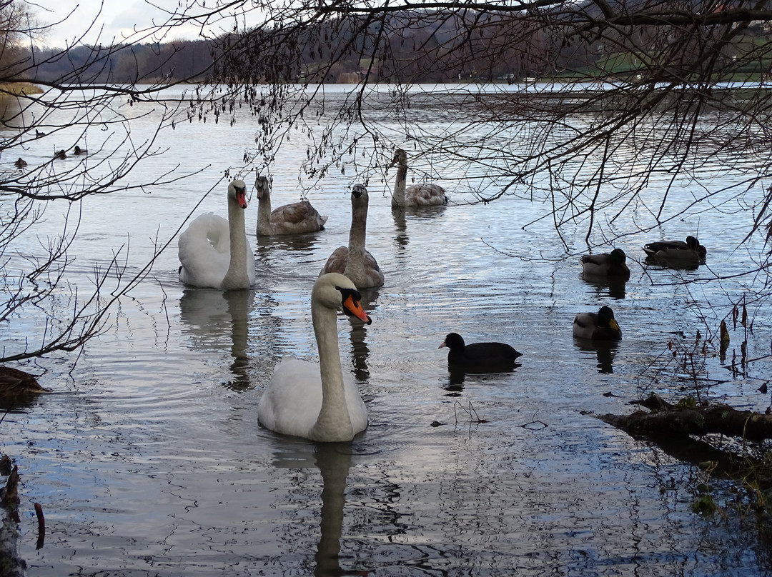 Etang des Forges景点图片
