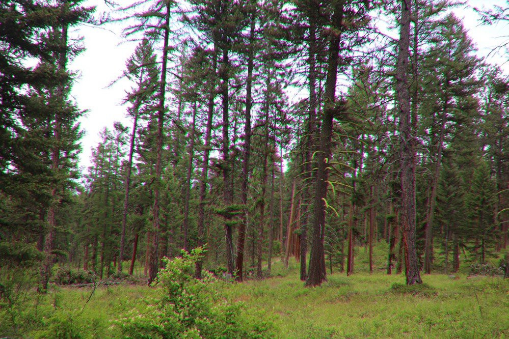 Pattee Canyon-米苏拉必去景点