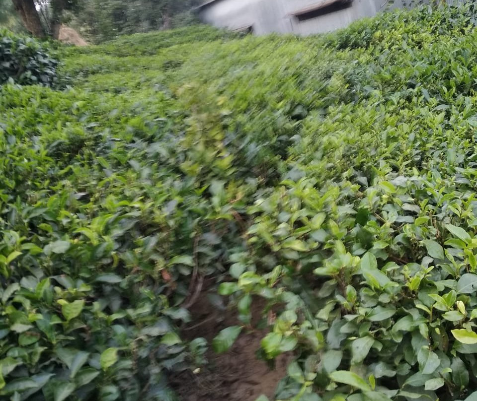 Kausani Tea Estate景点图片