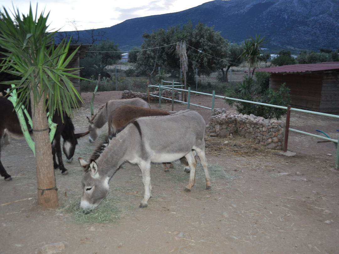 Donkeysland景点图片