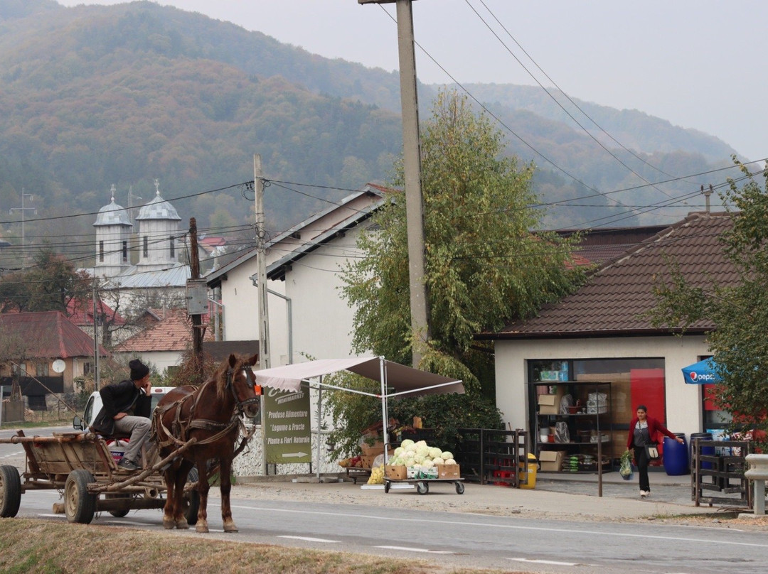 Oestii Paminteni旅游攻略图片