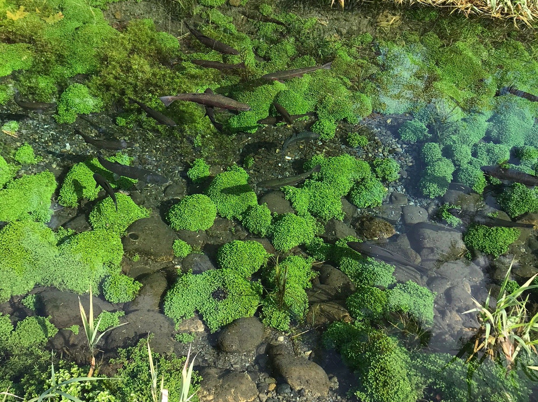 Tokachi Nuppuku Garden-带广市必去景点