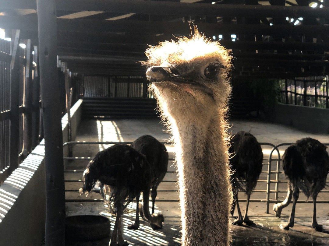 Cape Point Ostrich Farm景点图片