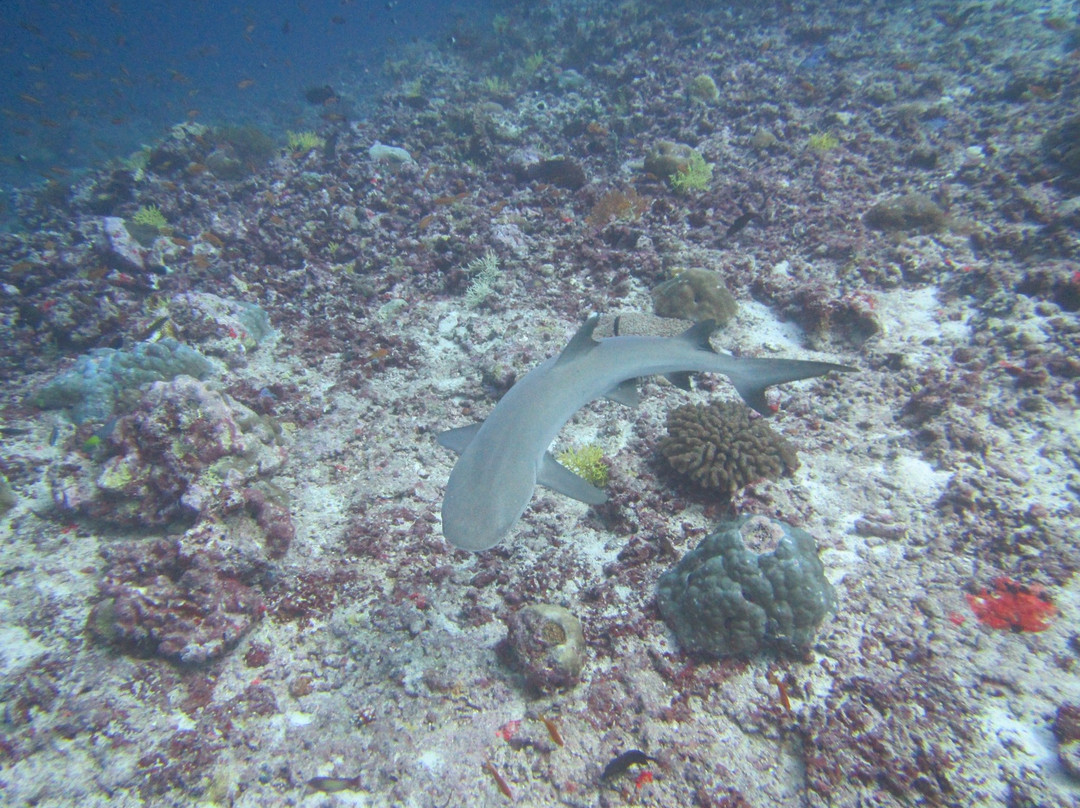 Dive Ocean Dhuni Kolhu-杜妮可鲁岛必去景点