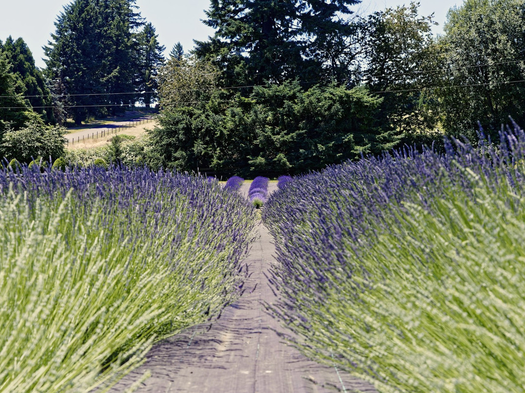 Wayward Winds Lavender Farm景点图片