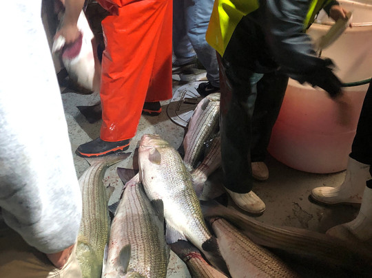 Sea Queen VII-布鲁克林必去景点