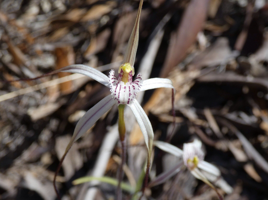 Jam Patch-格雷斯湖必去景点
