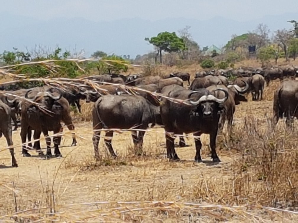 Martins Safaris-米库米国家公园必去景点
