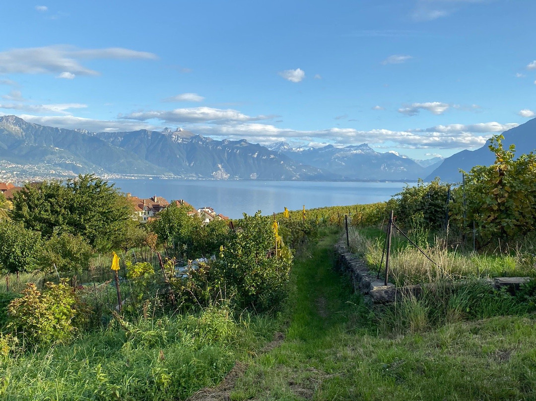 Swiss Panoramic Tours景点图片
