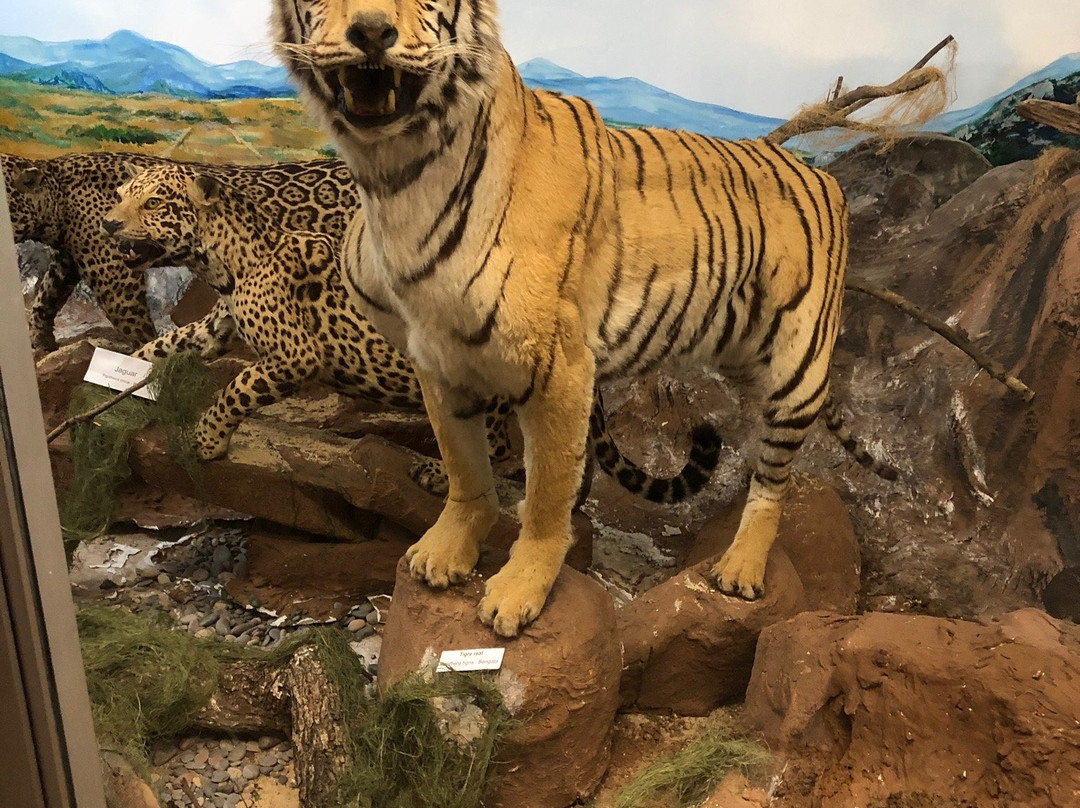 Museo de Ciencias Naturales El Carmen景点图片