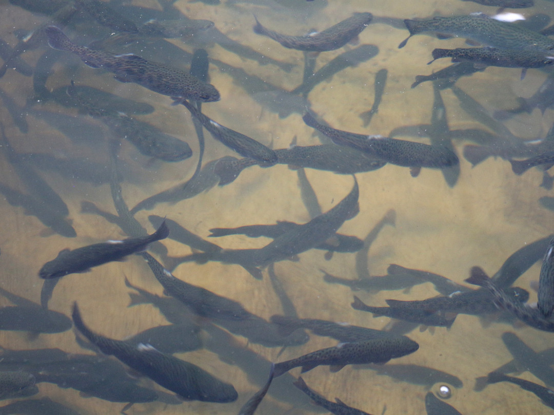 Tonto Creek Fish Hatchery-Payson必去景点