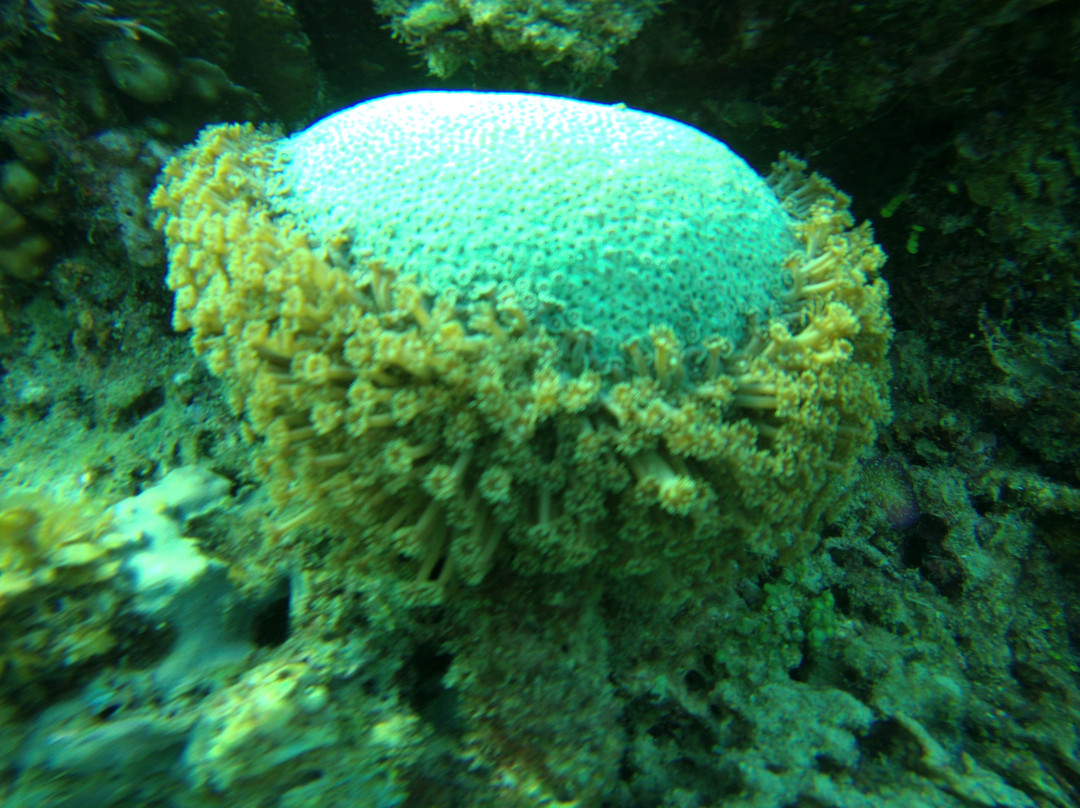 Teneguiban酒店住宿-Playa Encantada Beach Resort