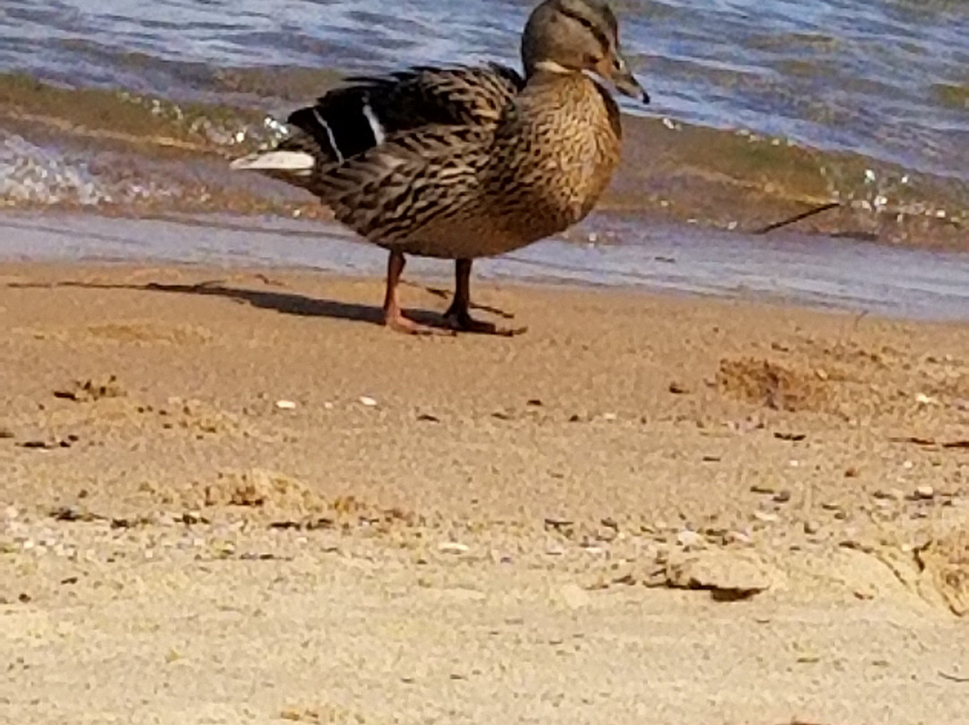 East Bay Park-特拉弗斯城必去景点
