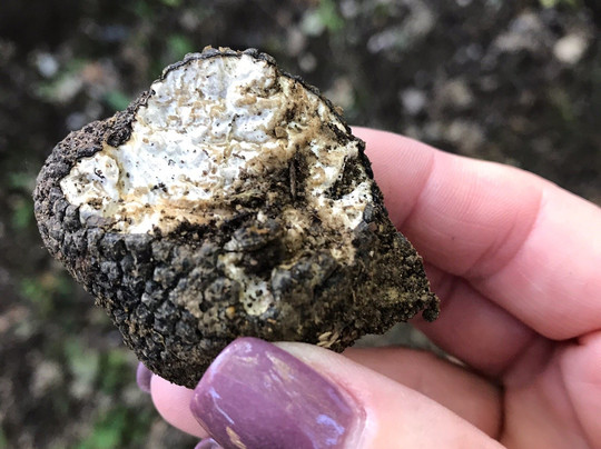 Tartufi Bianconi-卡斯泰洛城必去景点