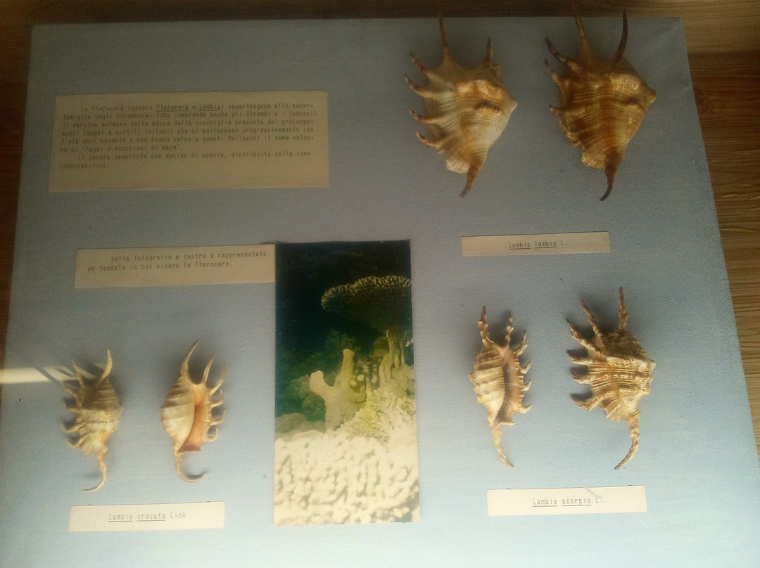 Museo delle Conchiglie景点图片