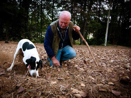 The Grand Wine Tour-阿尔巴必去景点