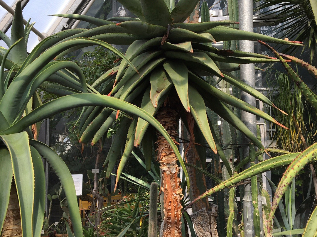 Botanical Garden, University of Oulu景点图片
