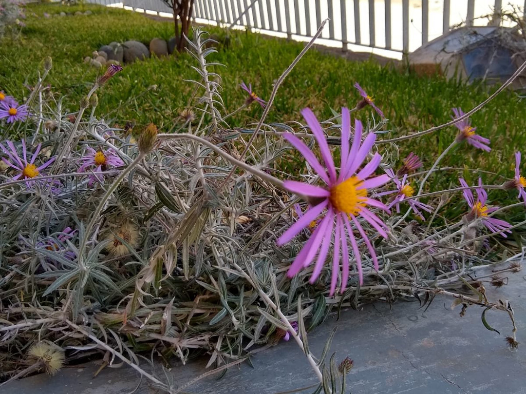 Hotel El Abuelo主图