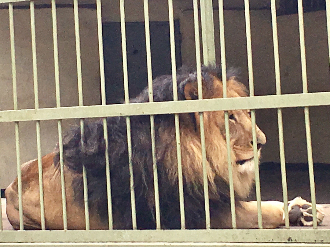 Lion Park景点图片