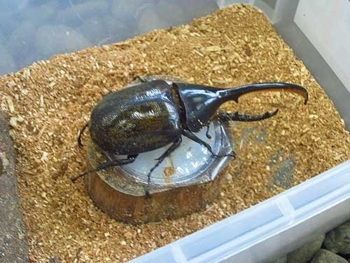 Toma World Insect Museum Papillon Chateau-当麻町 必去景点