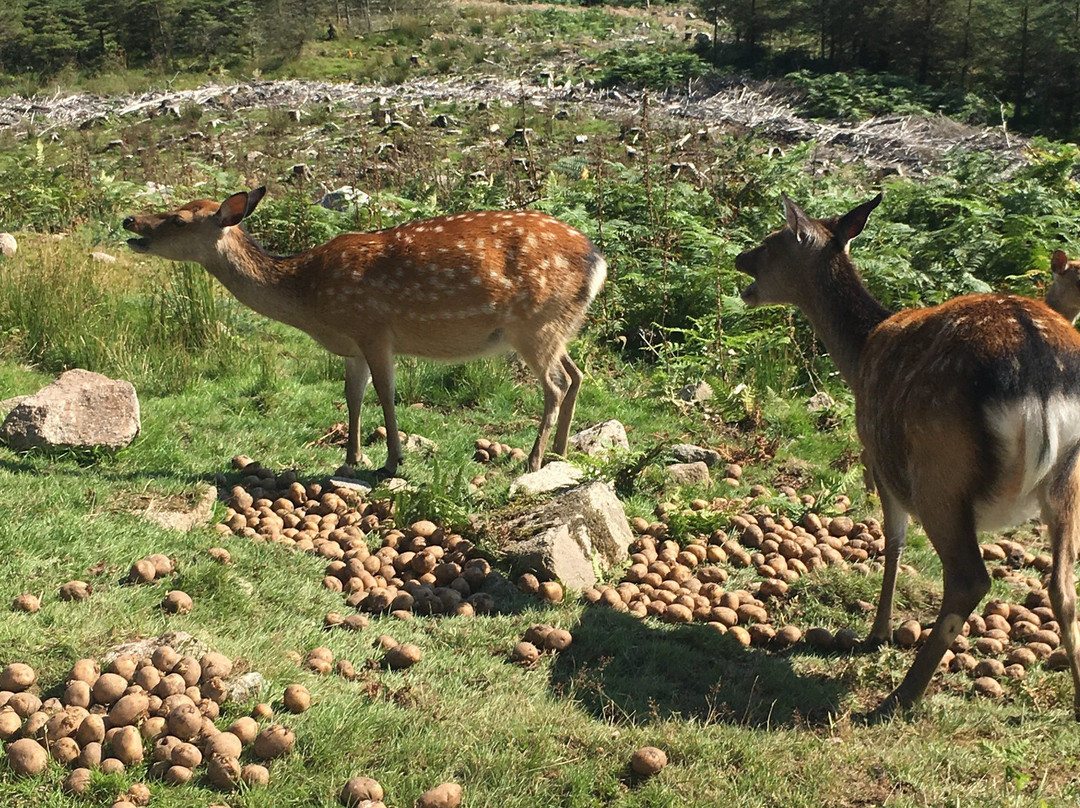 Bainloch Deer Park景点图片