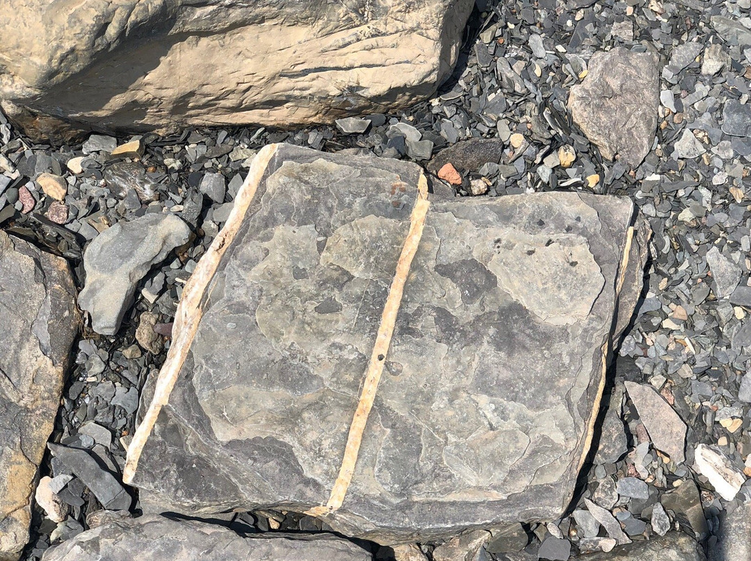 Blue Beach Fossil Museum-Hantsport必去景点