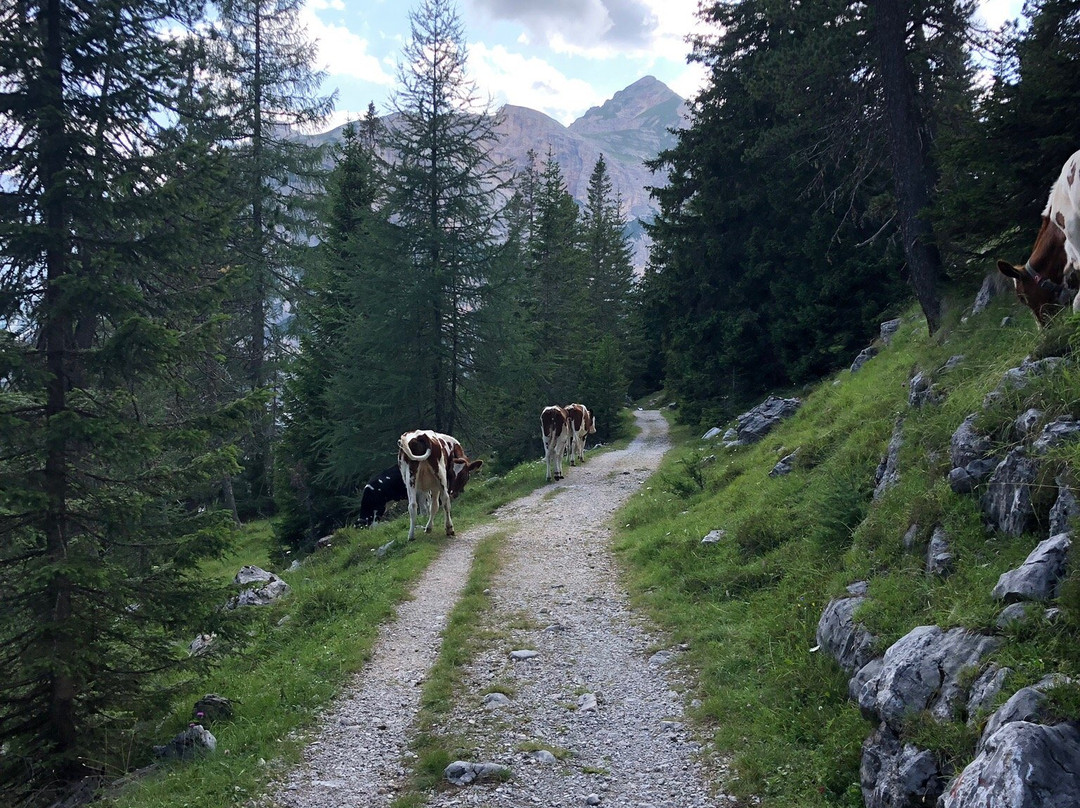 Alpe di Sennes景点图片