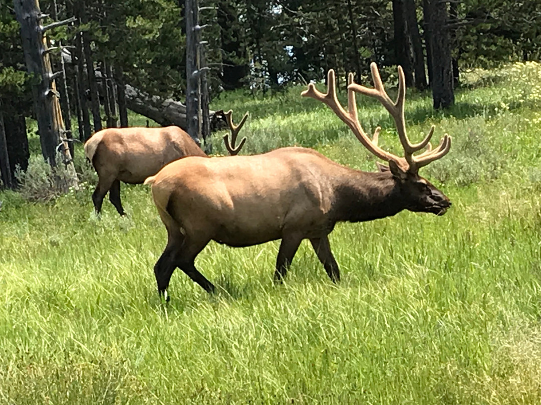 Yellowstone in a Day景点图片