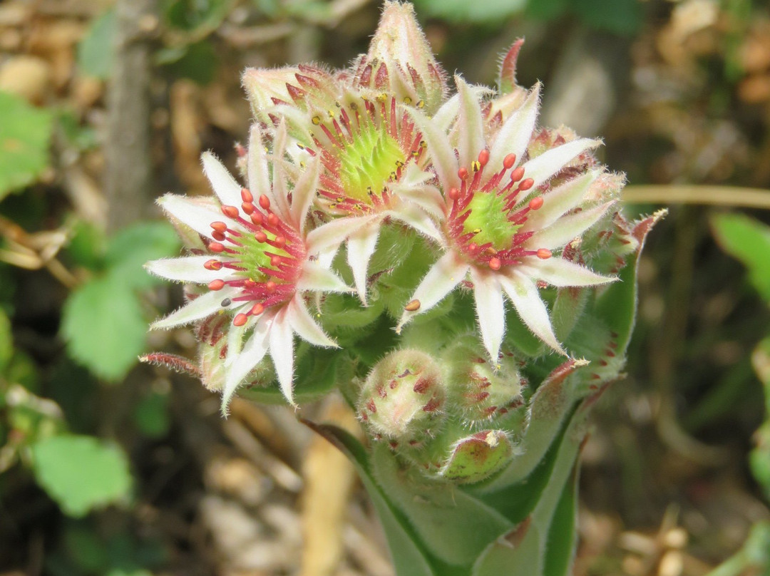 Waldtierpfad Gumperle-Agumes必去景点