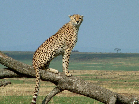 Safari Typique-蒙巴萨必去景点