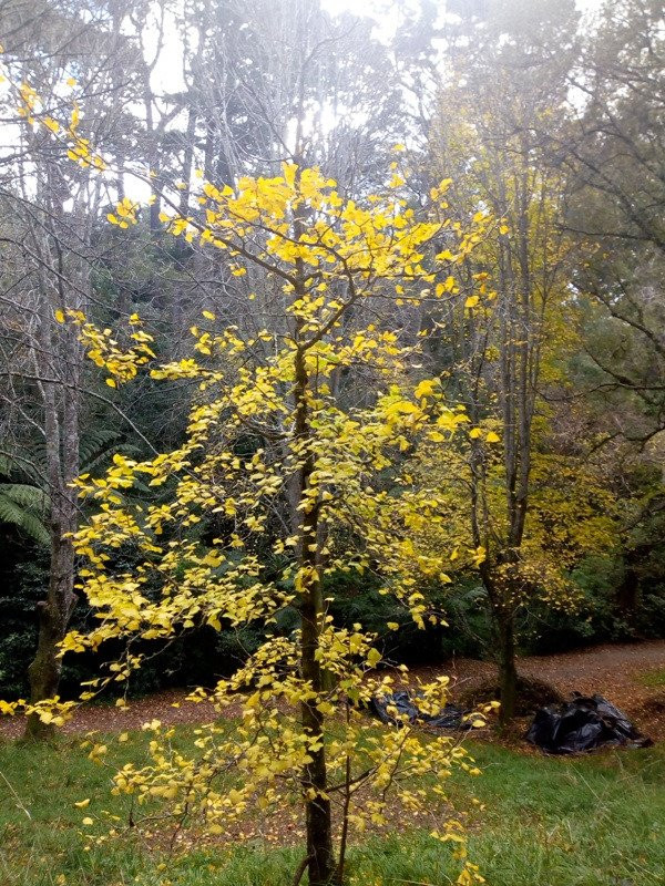 Central Park-惠灵顿必去景点