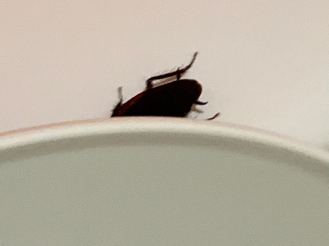 Days Inn by Wyndham Chipley主图