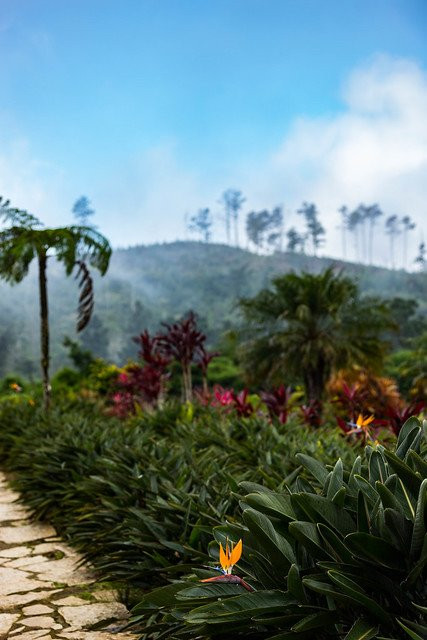 Jardin Ave del Paraiso景点图片