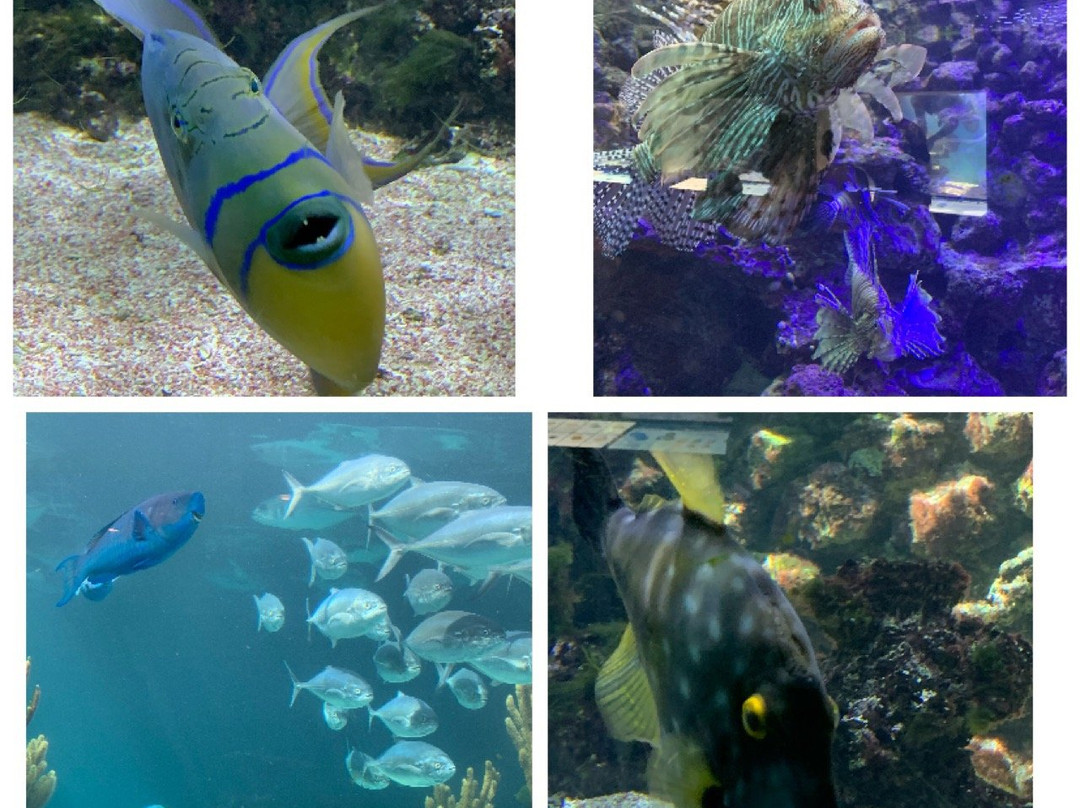 Bermuda Aquarium, Natural History Museum & Zoo景点图片