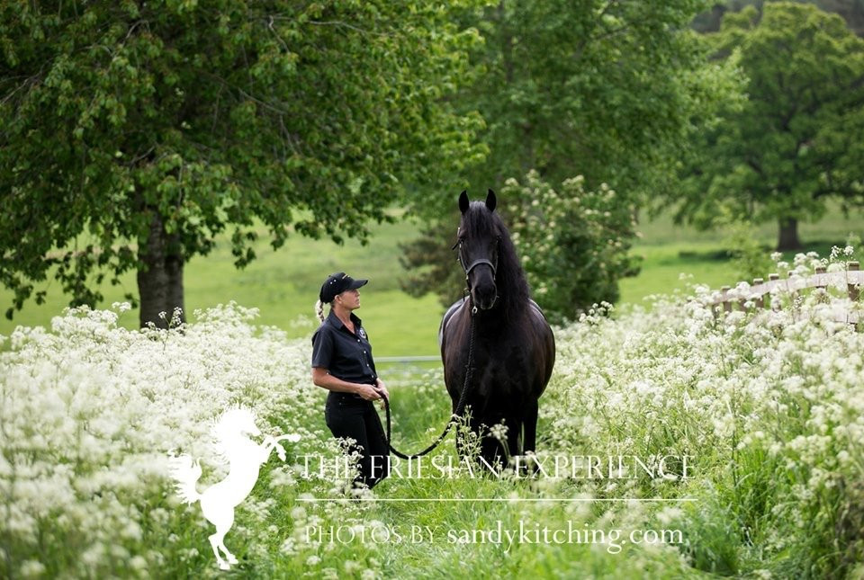 The Friesian Experience景点图片
