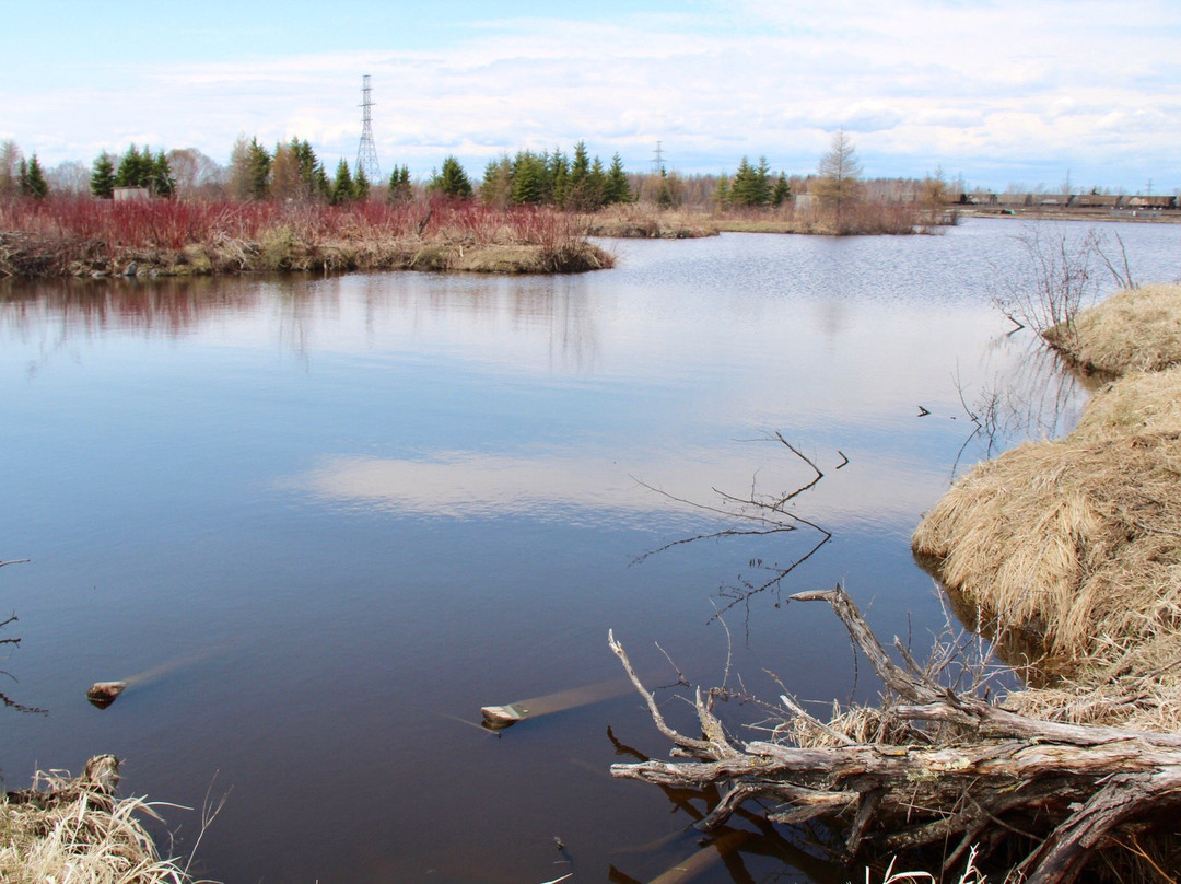 Mission Island Marsh Conservation Area-桑德贝必去景点