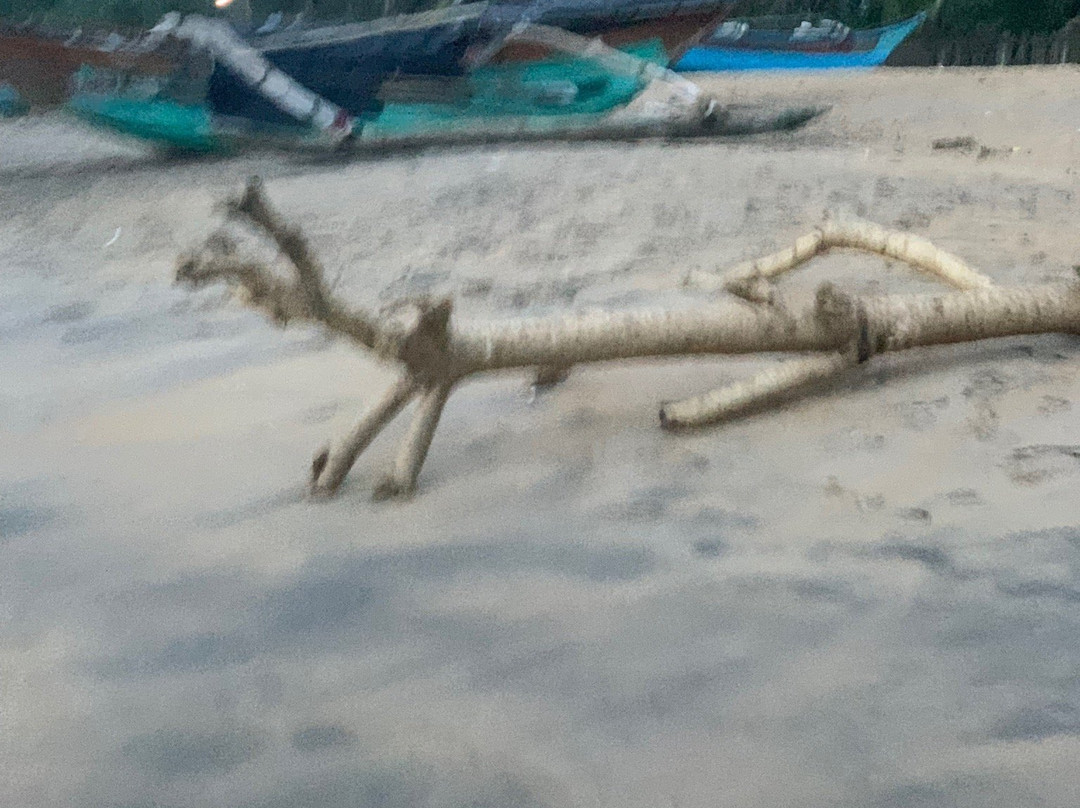 斯里兰卡茶委会销售中心-科伦坡必去景点